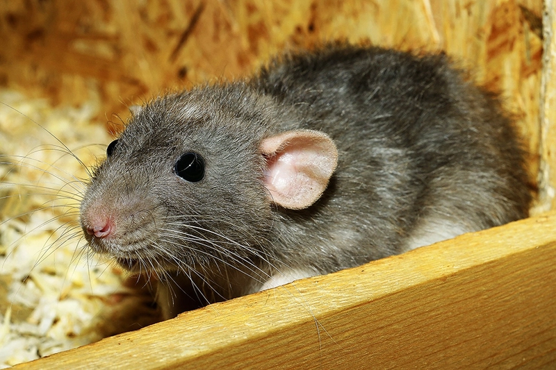 Боязнь мышей – что это за фобия, характеристики, отличительные черты, почему она возникает. Как побороть?